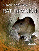 New York has always been forced to coexist with rats, but the infestation has expanded in recent years, spreading to just about every corner of the city.